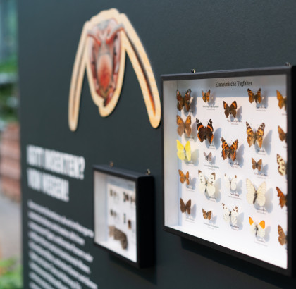 Gartencenter Kremer. Die Naturtalente | Insektenforscher-Wand