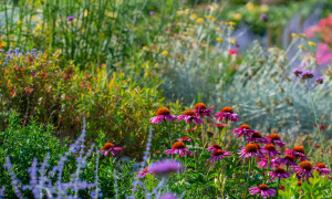 Gartencenter Kremer. Die Naturtalente | Mini-Workshop „Stauden-Alleskönner“