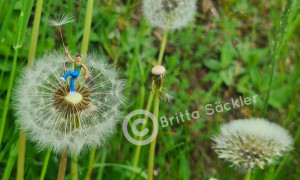 Gartencenter Kremer. Die Naturtalente | Liebesperlen, Mauerblümchen und Pissnelken