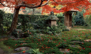 Gartencenter Kremer. Die Naturtalente | Schönheit der Natur: Japanische Gärten