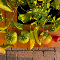 Gartencenter Kremer. Die Naturtalente | Workshop Gartenpraxis Fruchtgemüse: Tomaten, Gurken Zucchini und Paprika