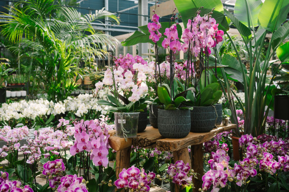 Gartencenter Kremer. Die Naturtalente