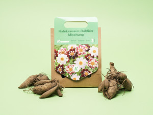 Gartencenter Kremer. Die Naturtalente | Dahlien