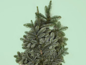 Gartencenter Kremer. Die Naturtalente | Nobilistanne