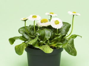 Gartencenter Kremer. Die Naturtalente | Bellis perennis