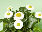 Gartencenter Kremer. Die Naturtalente | Bellis perennis