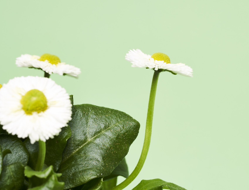 Gartencenter Kremer. Die Naturtalente | Bellis perennis