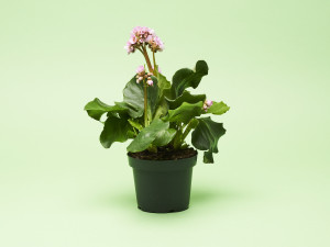 Gartencenter Kremer. Die Naturtalente | Bergenie