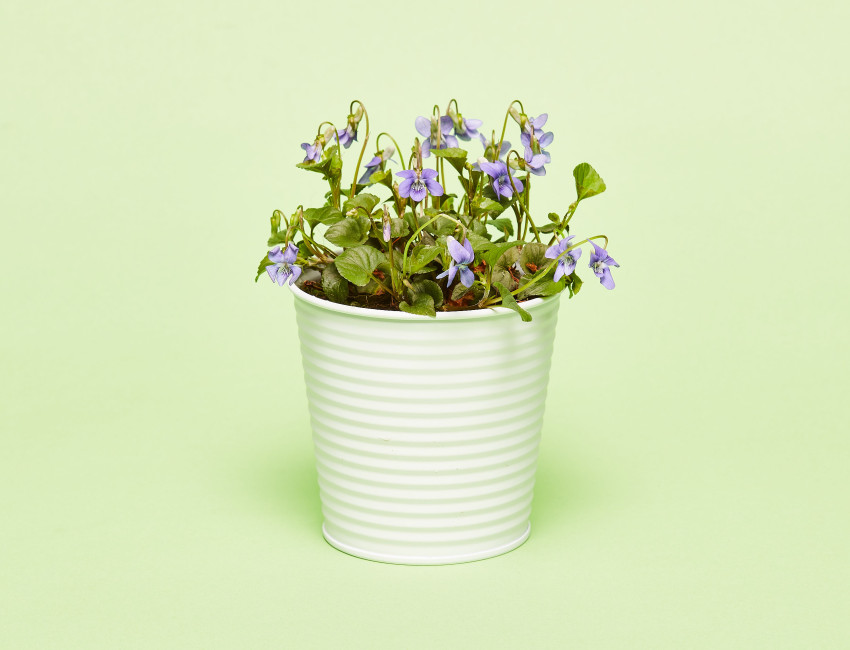 Gartencenter Kremer. Die Naturtalente | Duftveilchen