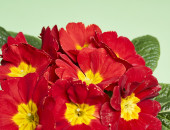 Gartencenter Kremer. Die Naturtalente | Frühlingsprimel