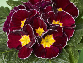 Gartencenter Kremer. Die Naturtalente | Frühlingsprimel