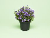 Gartencenter Kremer. Die Naturtalente | Glockenblume