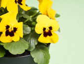 Gartencenter Kremer. Die Naturtalente | Hornveilchen