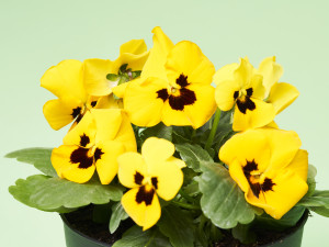 Gartencenter Kremer. Die Naturtalente | Hornveilchen