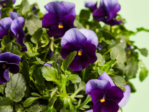 Gartencenter Kremer. Die Naturtalente | Hornveilchen-Schale