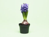 Gartencenter Kremer. Die Naturtalente | Hyazinthe