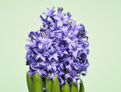 Gartencenter Kremer. Die Naturtalente | Hyazinthe