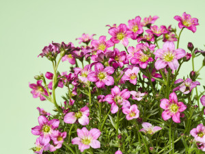 Gartencenter Kremer. Die Naturtalente | Moossteinbrech