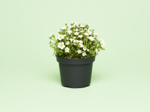 Gartencenter Kremer. Die Naturtalente | Moossteinbrech