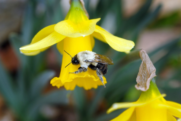 Gartencenter Kremer. Die Naturtalente | Narzissen – Zeichen des Neubeginns