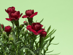 Gartencenter Kremer. Die Naturtalente | Nelke Oscar