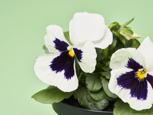 Gartencenter Kremer. Die Naturtalente | Stiefmütterchen