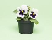 Gartencenter Kremer. Die Naturtalente | Stiefmütterchen