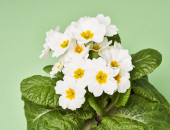 Gartencenter Kremer. Die Naturtalente | Stielprimel