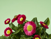 Gartencenter Kremer. Die Naturtalente | Tausendschön
