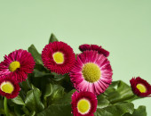 Gartencenter Kremer. Die Naturtalente | Tausendschön