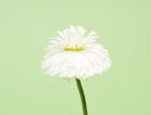 Gartencenter Kremer. Die Naturtalente | Tausendsch&ouml;n