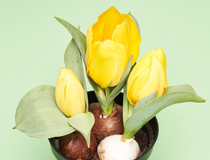 Gartencenter Kremer. Die Naturtalente | Tulpen