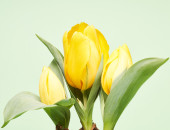 Gartencenter Kremer. Die Naturtalente | Tulpen