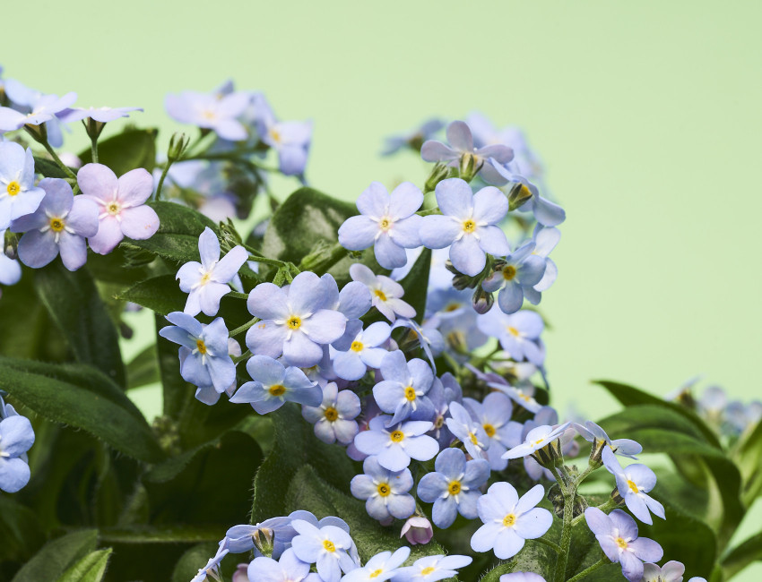 Gartencenter Kremer. Die Naturtalente | Vergissmeinnicht