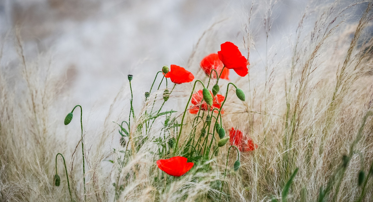 Gartencenter Kremer. Die Naturtalente | 10 Pflanz-Tipps für Gräser