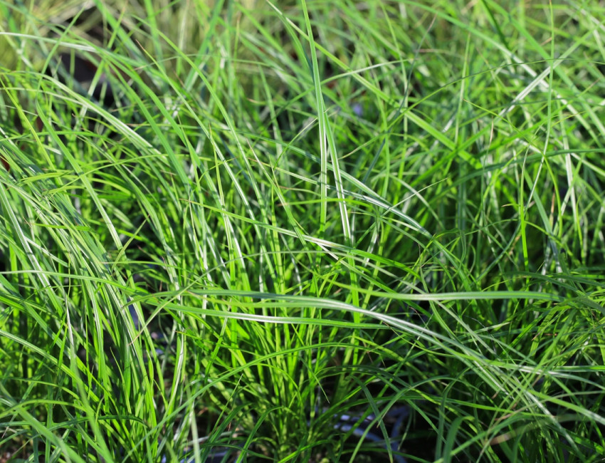 Gartencenter Kremer. Die Naturtalente | Braune Segge