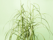 Gartencenter Kremer. Die Naturtalente | Chinaschilf