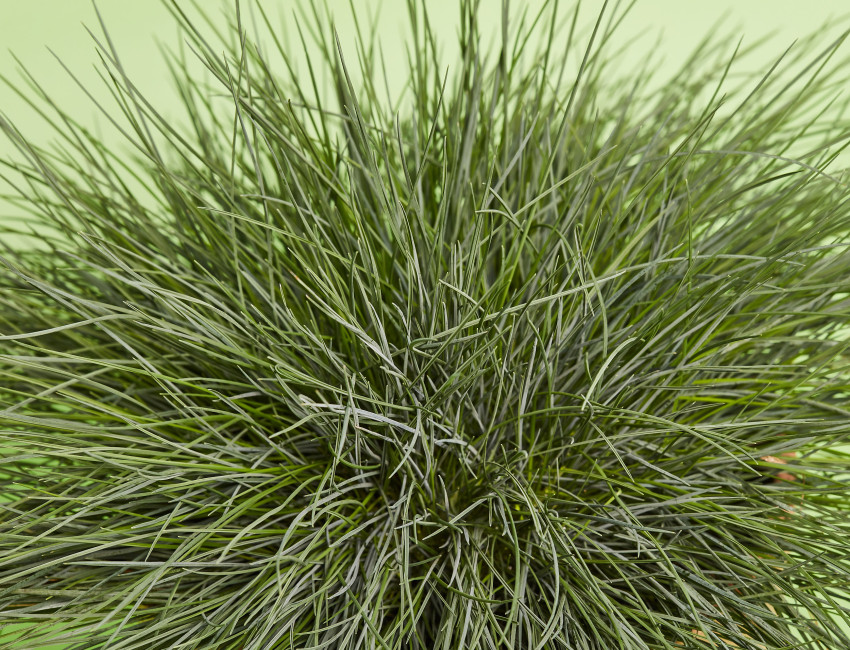 Gartencenter Kremer. Die Naturtalente | Blauschwingel