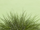 Gartencenter Kremer. Die Naturtalente | Blauschwingel