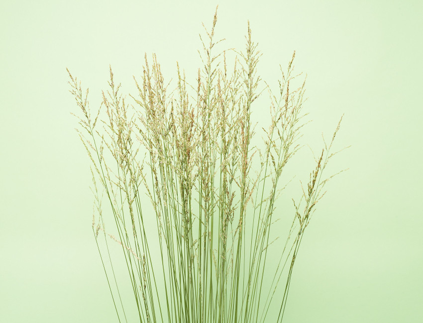 Gartencenter Kremer. Die Naturtalente | Kleines Pfeifengras