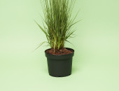 Gartencenter Kremer. Die Naturtalente | Kleines Pfeifengras