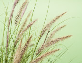 Gartencenter Kremer. Die Naturtalente | Lampenputzergras ´Winterbreeze`