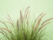Gartencenter Kremer. Die Naturtalente | Lampenputzergras ´Winterbreeze`