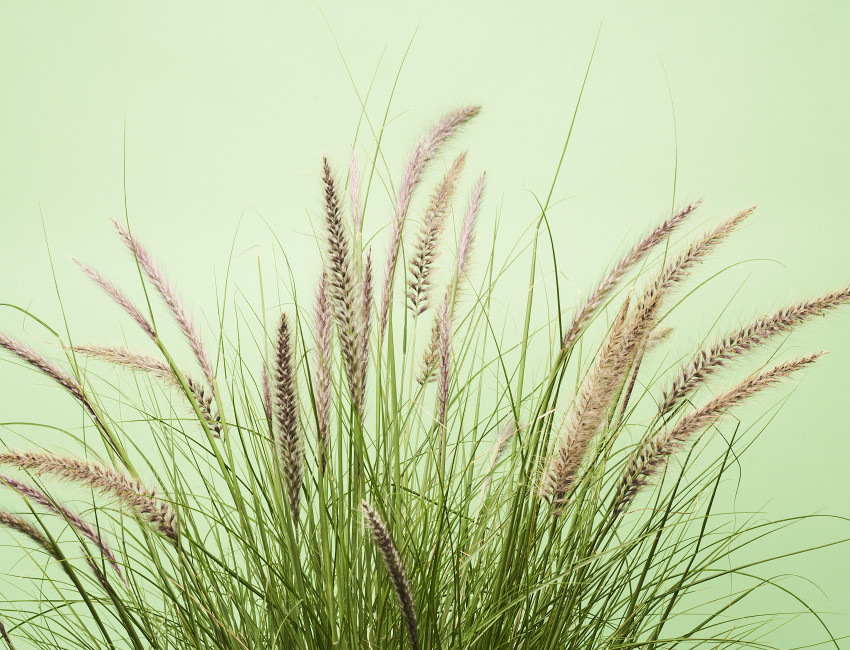 Gartencenter Kremer. Die Naturtalente | Lampenputzergras ´Winterbreeze`