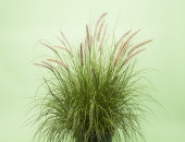 Gartencenter Kremer. Die Naturtalente | Lampenputzergras ´Winterbreeze`