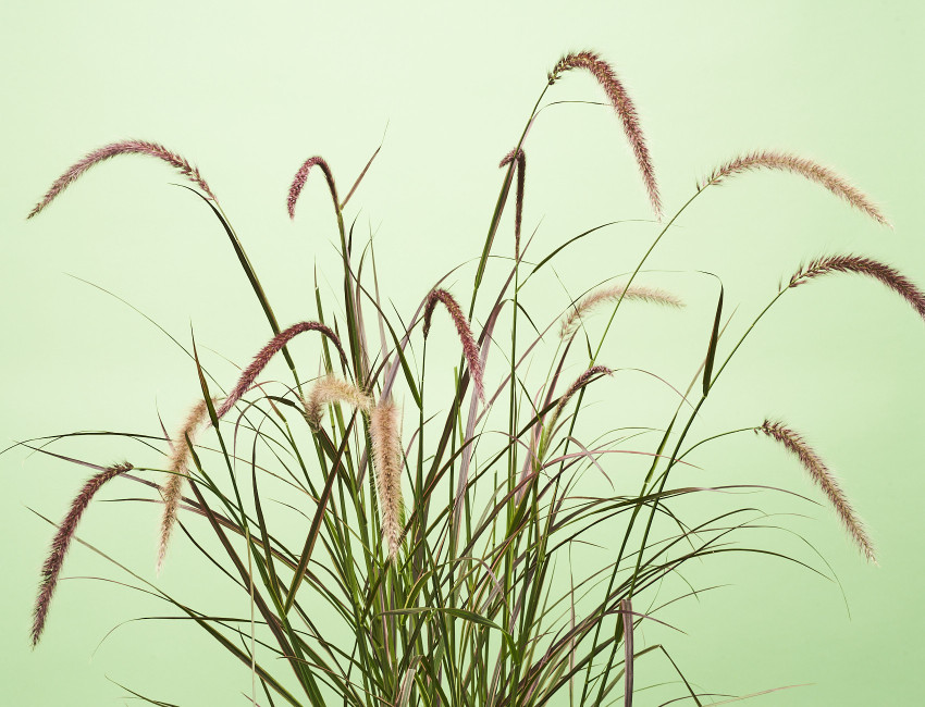 Gartencenter Kremer. Die Naturtalente | Rotes Lampenputzergras ´Fireworks`