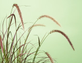 Gartencenter Kremer. Die Naturtalente | Rotes Lampenputzergras ´Fireworks`