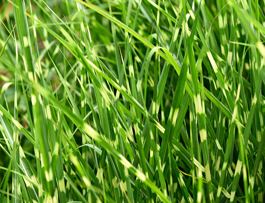 Gartencenter Kremer. Die Naturtalente | Kleines Zebragras