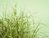 Gartencenter Kremer. Die Naturtalente | Zwerg-Chinaschilf ´Dwarf`