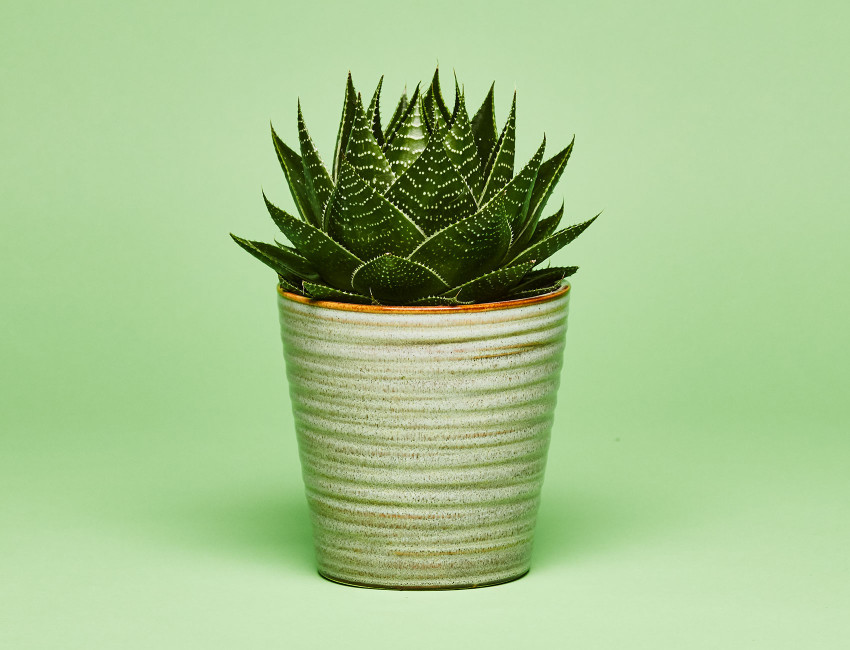 Gartencenter Kremer. Die Naturtalente | Aloe Cosmo